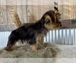 Small #5 Yorkshire Terrier
