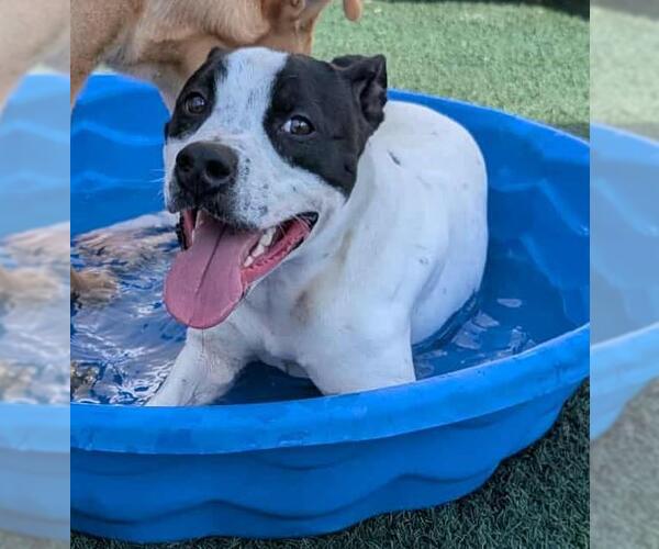 Medium Photo #7 American Pit Bull Terrier-Labrador Retriever Mix Puppy For Sale in Rockwall, TX, USA