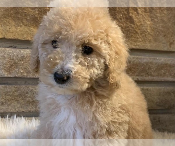 Medium Photo #5 Poodle (Standard) Puppy For Sale in HAGERSTOWN, MD, USA