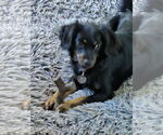 Small #6 Markiesje-Spaniel Mix