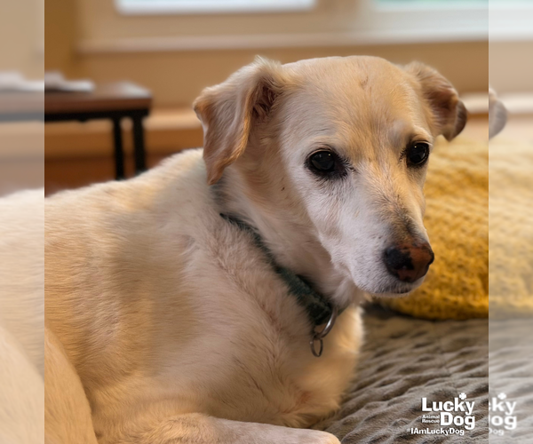 Medium Photo #3 Jack-A-Bee Puppy For Sale in Washington, DC, USA