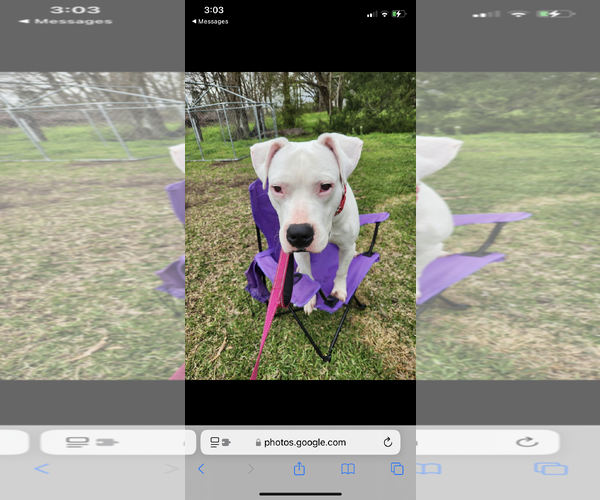 Medium Photo #5 Boxer Puppy For Sale in New Orleans, LA, USA