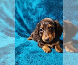 Dachshund Puppy for sale in AIKEN, SC, USA