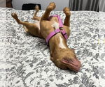 Small #15 Bullboxer Pit