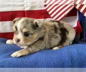Chihuahua Puppy for sale in NEWVILLE, PA, USA
