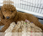 Small Photo #9 Poodle (Miniature) Puppy For Sale in BERLIN, NJ, USA