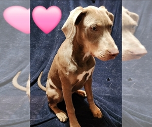 Catahoula Leopard Dog Puppy for sale in DAYTONA BEACH, FL, USA