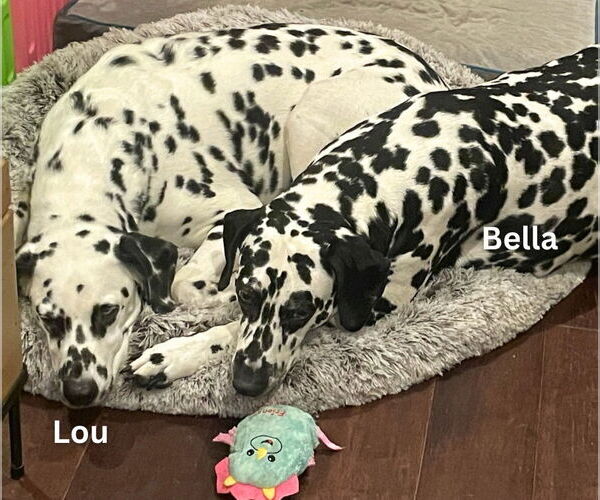 Medium Photo #6 Dalmatian Puppy For Sale in Minneapolis, MN, USA