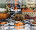 Small Photo #5 Cavalier King Charles Spaniel Puppy For Sale in CHANUTE, KS, USA