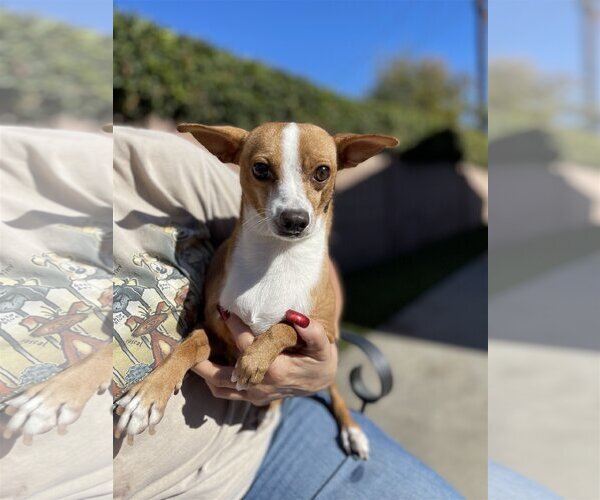 Medium Photo #2 Jack Russell Terrier-Parson Russell Terrier Mix Puppy For Sale in Lake Elsinore, CA, USA