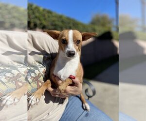 Sandy - Female Jack Russell Terrier-Parson Russell Terrier Mix Dog for Adoption - Photo #2