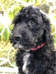 Small Photo #6 Goldendoodle-Poodle (Standard) Mix Puppy For Sale in KISSIMMEE, FL, USA