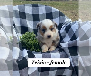 Australian Shepherd Puppy for sale in CLARKRANGE, TN, USA