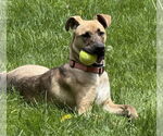 Small #1 Greyhound Mix