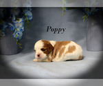 Small #3 Cavalier King Charles Spaniel