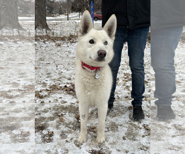 Medium Photo #1 Huskies -Unknown Mix Puppy For Sale in Crystal, MN, USA