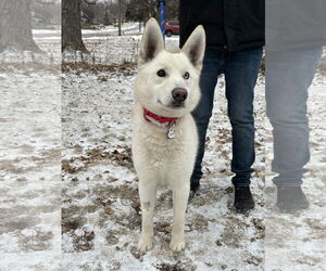 Huskies -Unknown Mix Dogs for adoption in Crystal, MN, USA