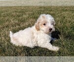 Small Photo #11 Maltipoo Puppy For Sale in FREDERICKSBURG, OH, USA