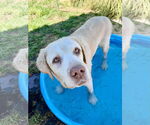 Small #2 Labrador Retriever