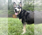 Small #7 German Shepherd Dog Mix