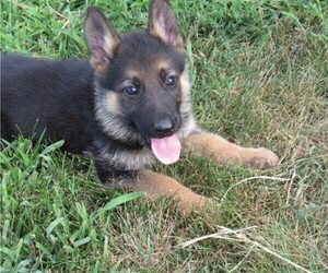 German Shepherd Dog Puppy for sale in COLUMBUS, NE, USA