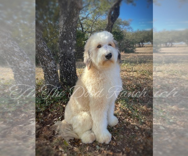 Medium Photo #1 Bernedoodle-Poodle (Standard) Mix Puppy For Sale in WEATHERFORD, TX, USA