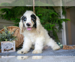 Puppy Jingles Cocker Spaniel