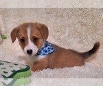 Small Photo #46 Pembroke Welsh Corgi Puppy For Sale in ARROYO GRANDE, CA, USA