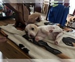 Small Photo #35 Dachshund Puppy For Sale in MONONA, IA, USA