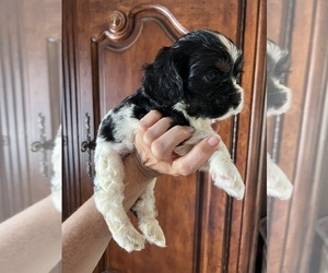 Cavalier King Charles Spaniel Puppy for sale in CENTURIA, WI, USA