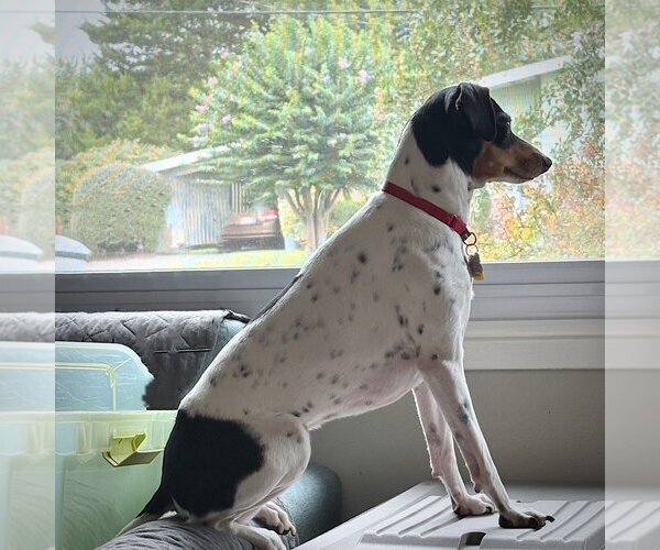 Medium Photo #2 Rat Terrier Puppy For Sale in Atlanta, GA, USA