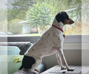 Poppy (VA) - Female Rat Terrier Dog for Adoption - Photo #2