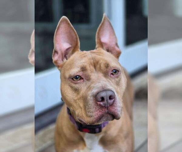 Medium Photo #9 American Pit Bull Terrier-Unknown Mix Puppy For Sale in Germantown, OH, USA