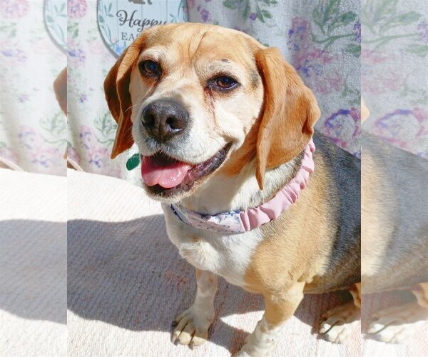 Medium Photo #9 Puggle Puppy For Sale in Apple Valley, CA, USA