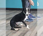 Small #1 Dachshund Mix