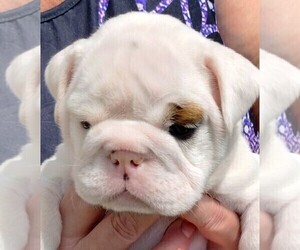 Medium English Bulldog