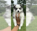 Small #1 Pomsky