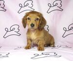 Small Photo #14 Dachshund Puppy For Sale in LAS VEGAS, NV, USA