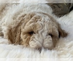 Small Photo #7 Goldendoodle Puppy For Sale in DAVIS, CA, USA