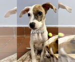 Small #4 Boxer Mix