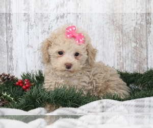 Maltipoo Puppy for sale in SHILOH, OH, USA