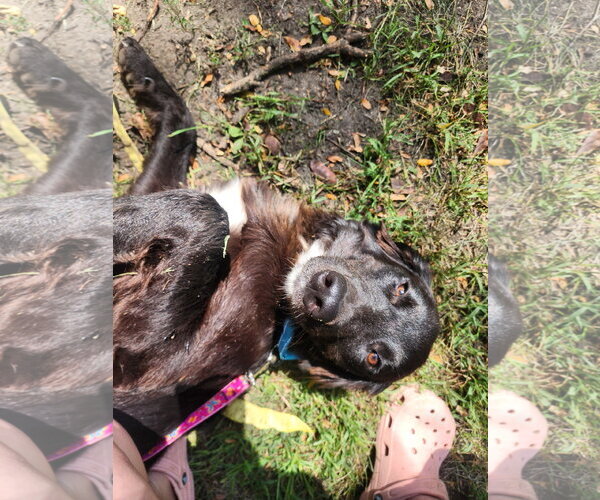 Medium Photo #4 Australian Retriever Puppy For Sale in Buffalo, MN, USA