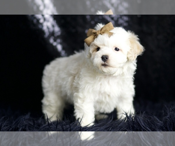 Medium Photo #3 Maltipoo (Miniature) Puppy For Sale in WARSAW, IN, USA