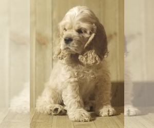 Cocker Spaniel Litter for sale in TERRY, MS, USA
