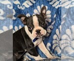Small Photo #5 Boston Terrier Puppy For Sale in COCHRANVILLE, PA, USA