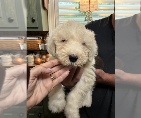 Medium Photo #4 Old English Sheepdog Puppy For Sale in OXFORD, MS, USA