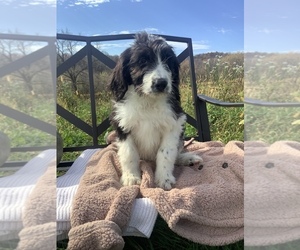 Saint Berdoodle Puppy for sale in HILLSBORO, WI, USA