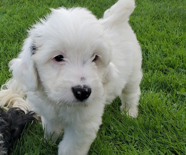 Medium Photo #10 Bernedoodle (Miniature) Puppy For Sale in LEETONIA, OH, USA