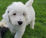 Small #9 Bernedoodle (Miniature)