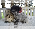 Small Photo #2 Australian Cattle Dog-English Shepherd Mix Puppy For Sale in HONEY BROOK, PA, USA